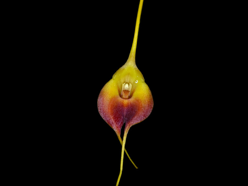 Masdevallia curtipes