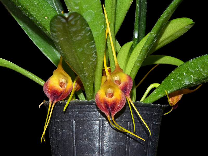 Masdevallia curtipes