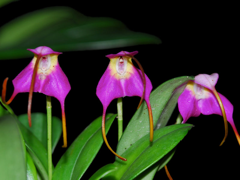 Masdevallia cyclotega