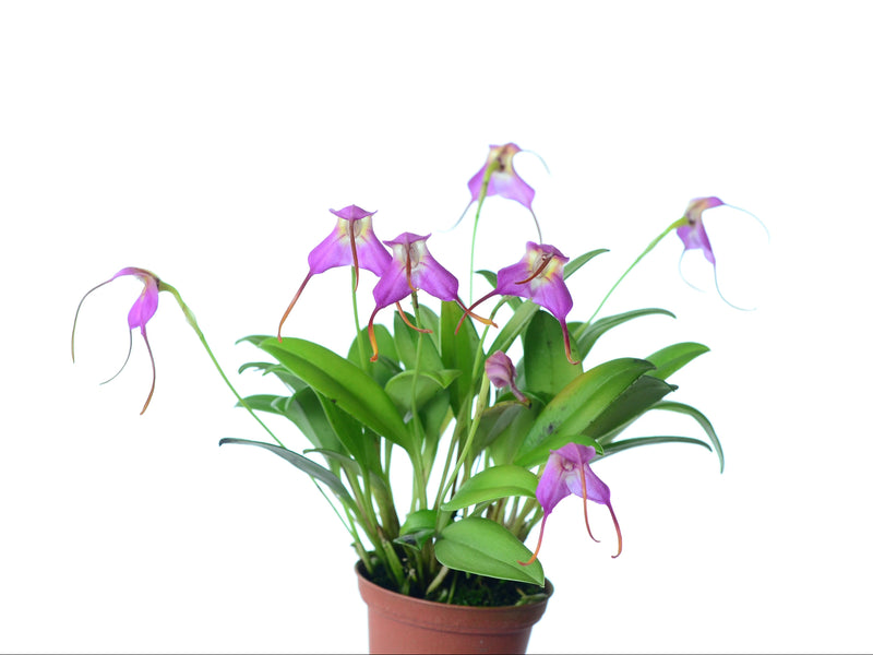 Masdevallia cyclotega 'Gigi'
