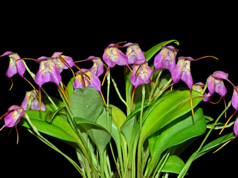 Masdevallia cyclotega 'Gigi'