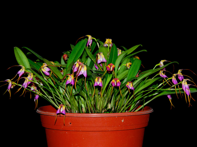 Masdevallia cyclotega