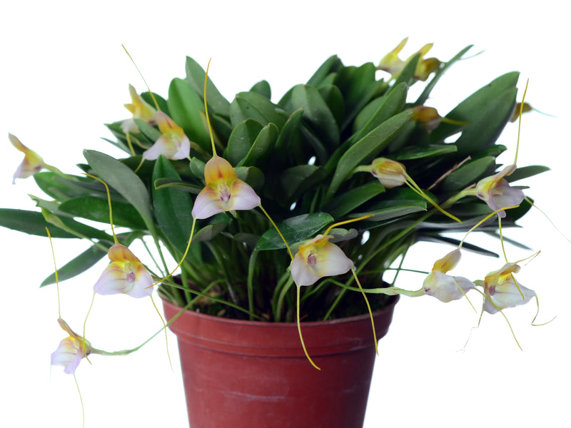 Masdevallia cylix