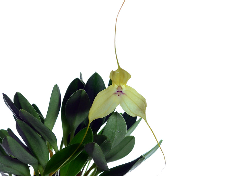 Masdevallia dalessandroi