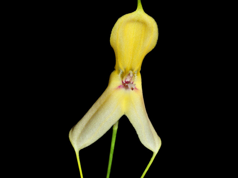 Masdevallia dalessandroi
