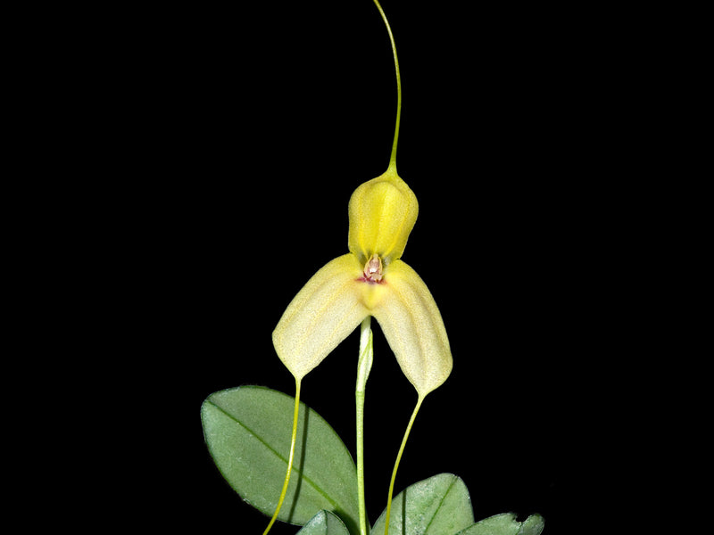 Masdevallia dalessandroi