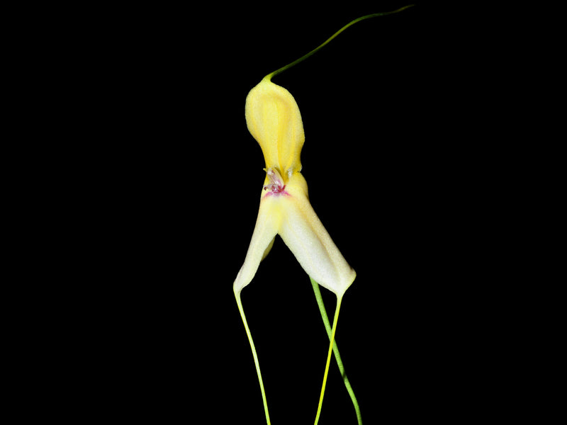 Masdevallia dalessandroi