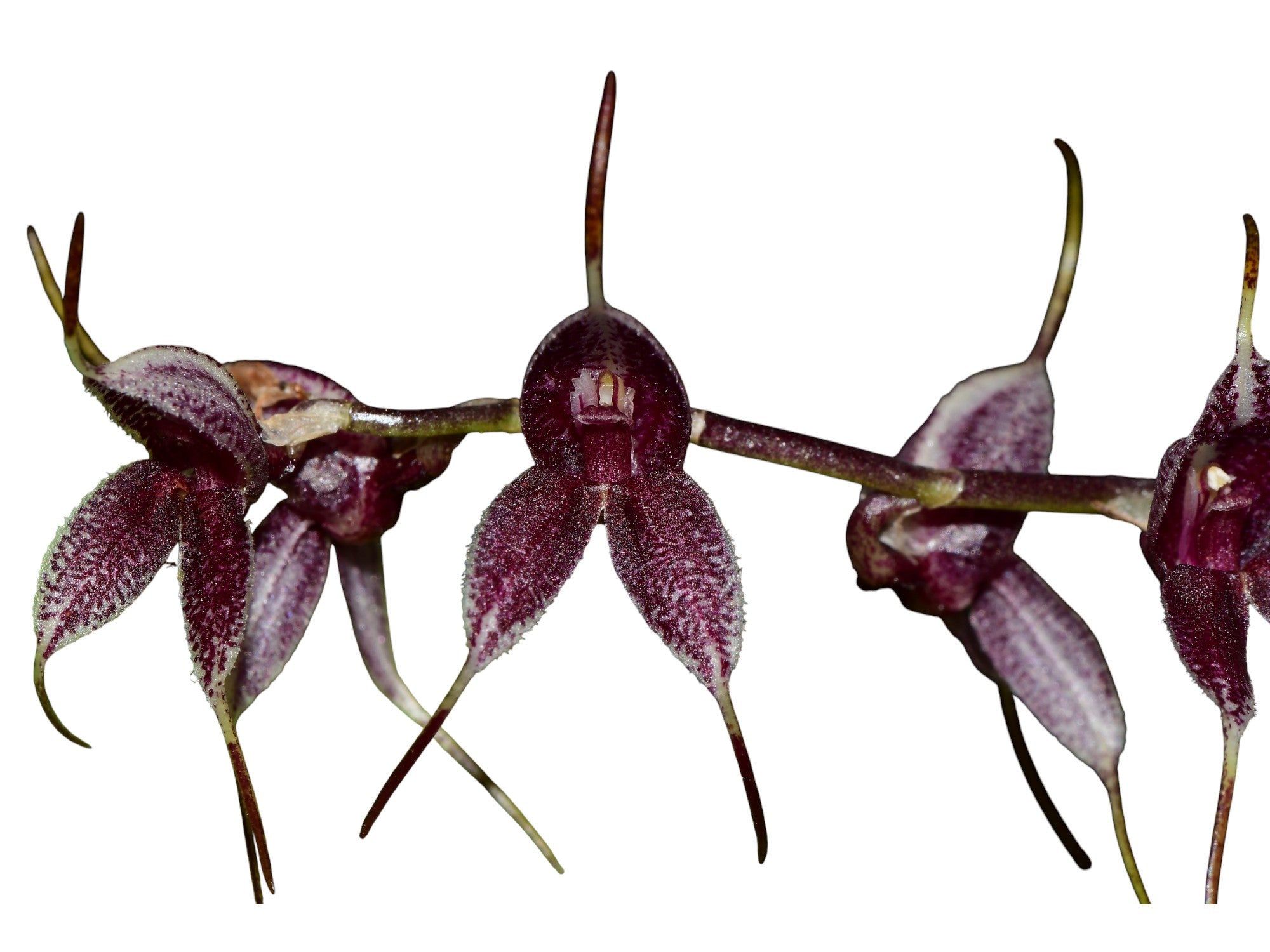 Masdevallia dalstroemii