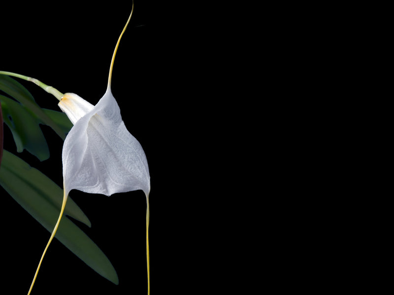 Masdevallia datura