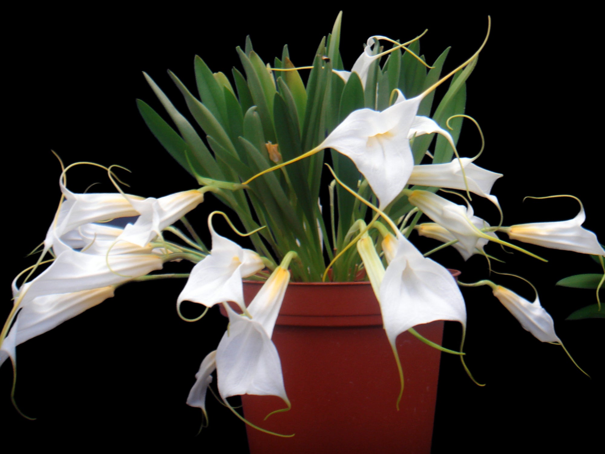 Masdevallia datura
