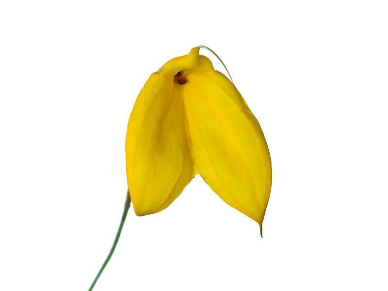 Masdevallia davisii Elena