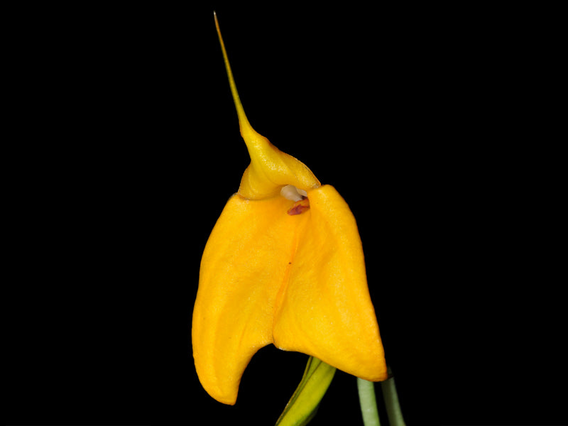 Masdevallia davisii Elena