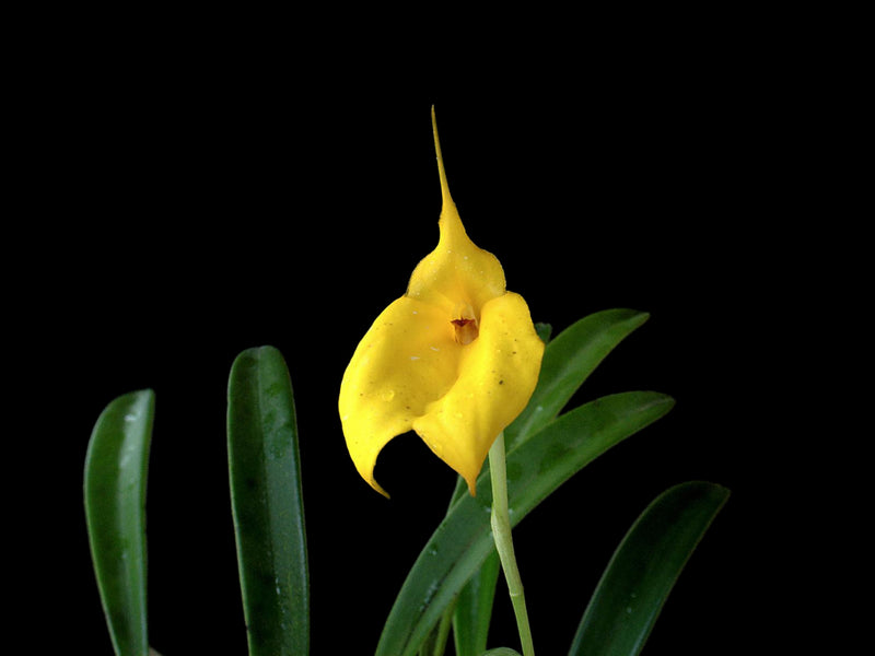 Masdevallia davisii