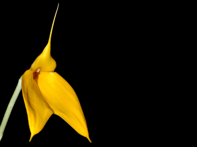 Masdevallia davisii