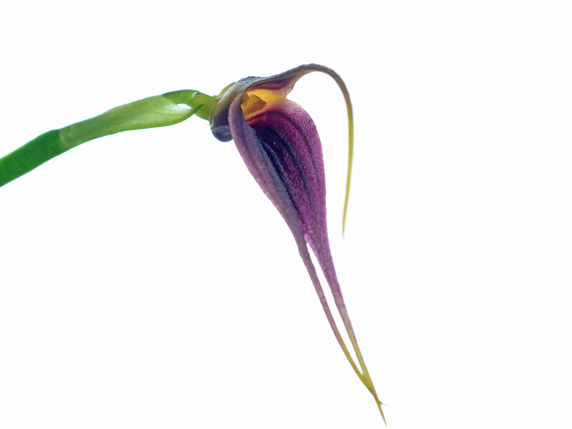 Masdevallia deceptrix