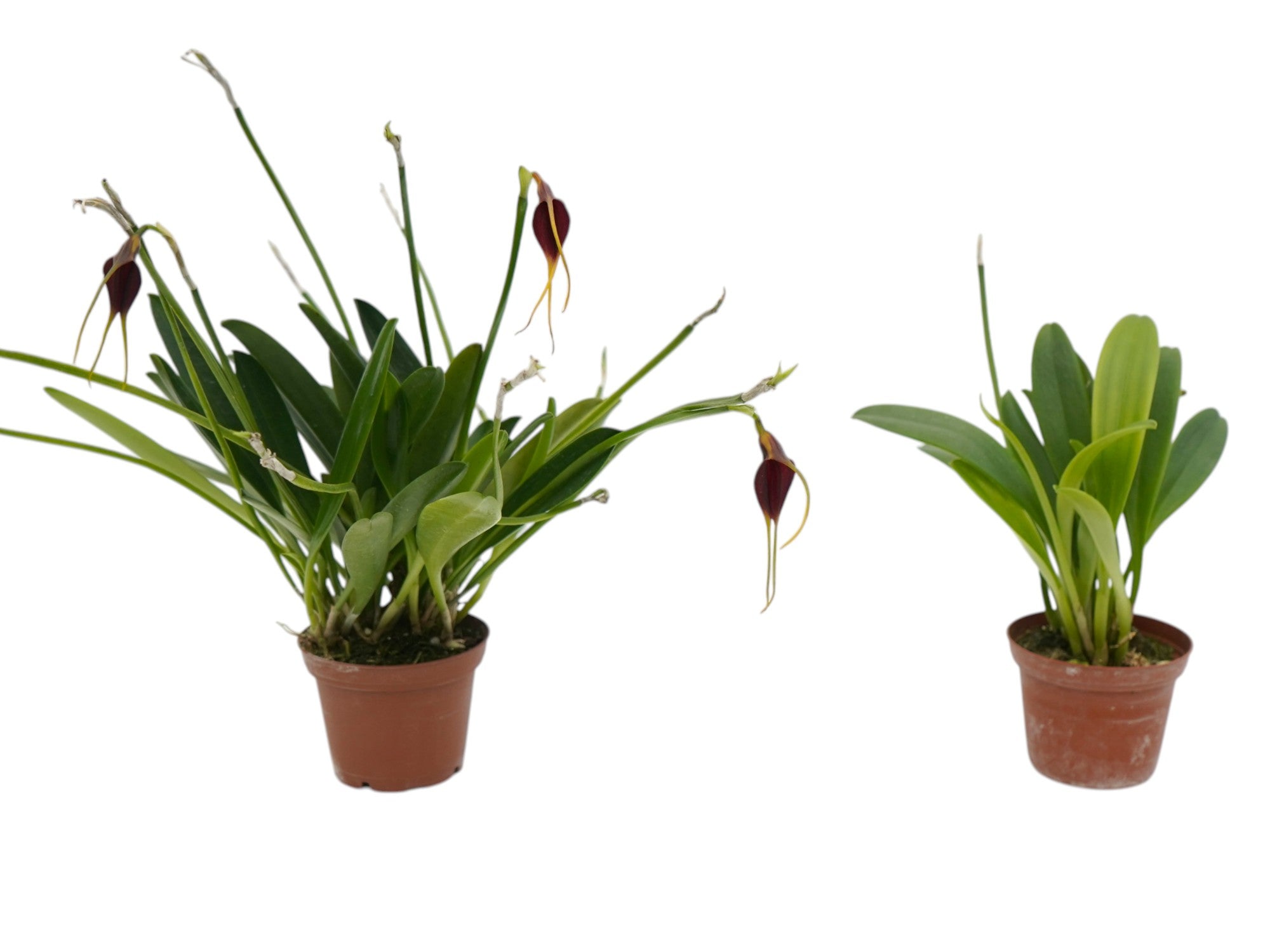 Masdevallia deceptrix (Big)