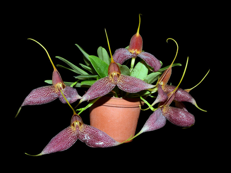 Masdevallia decumana
