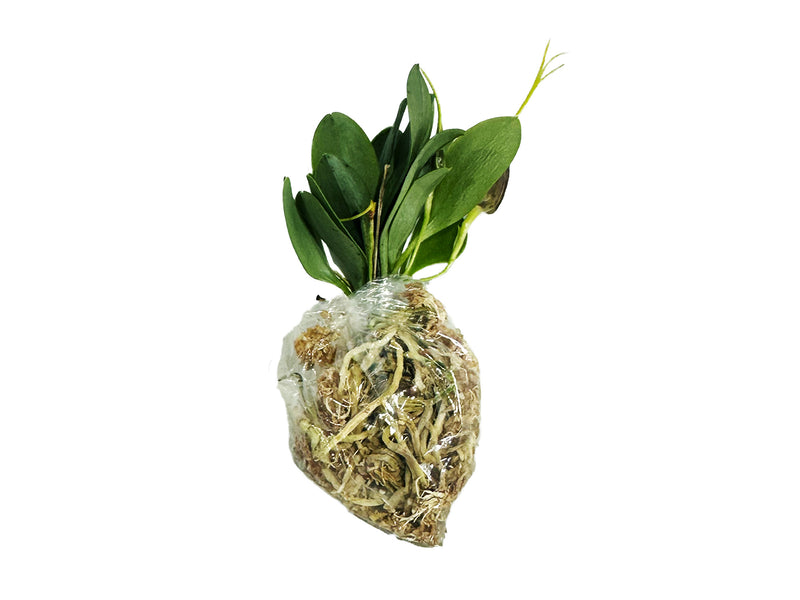 Masdevallia decumana