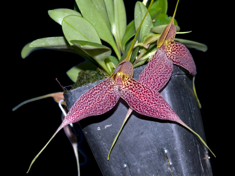 Masdevallia decumana