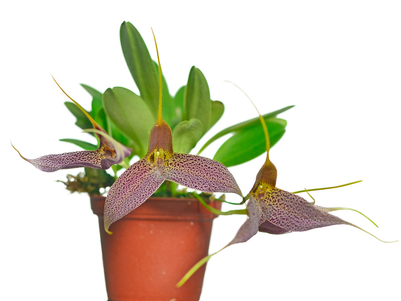 Masdevallia decumana