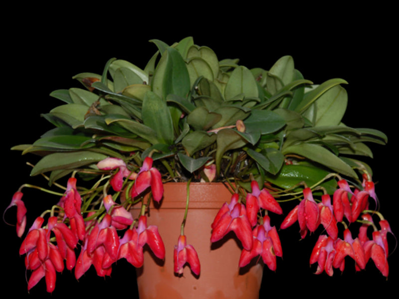 Masdevallia deformis 'Ecuagenera'