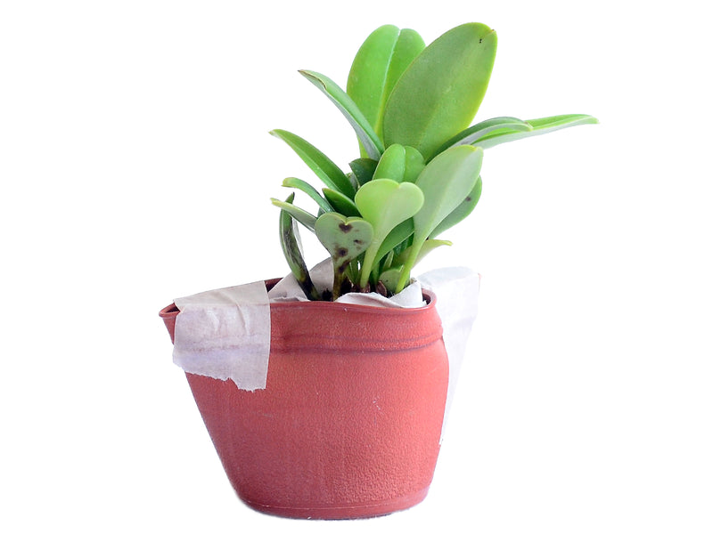 Masdevallia deformis