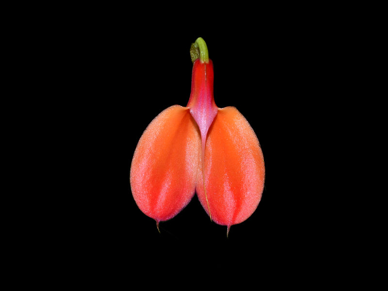 Masdevallia deformis