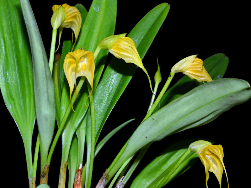 Masdevallia delhierroi
