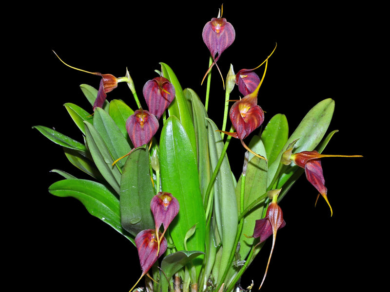 Masdevallia delhierroi red