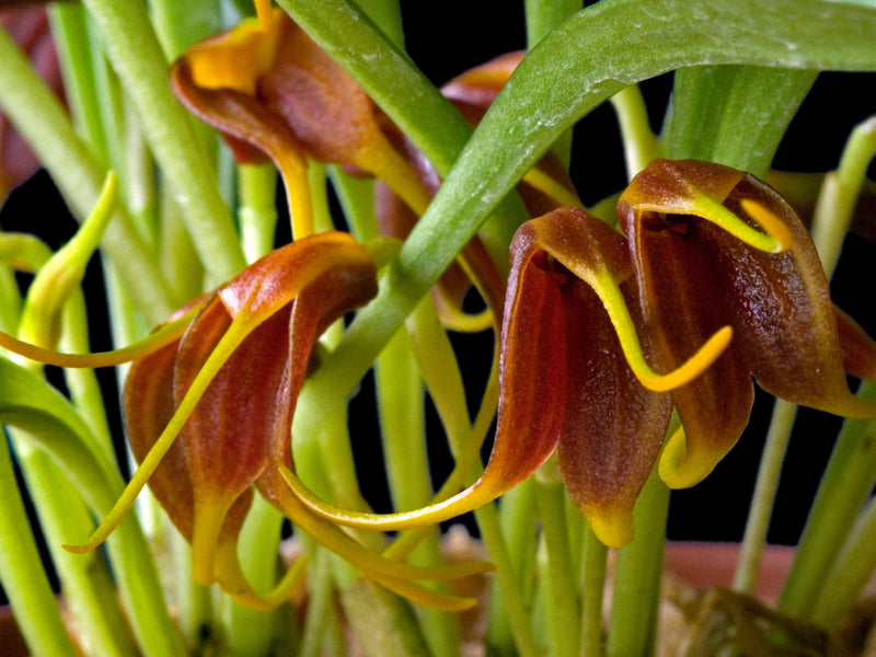 Masdevallia demissa