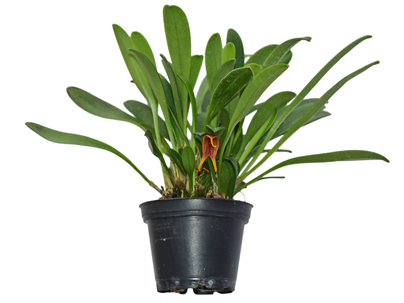 Masdevallia demissa
