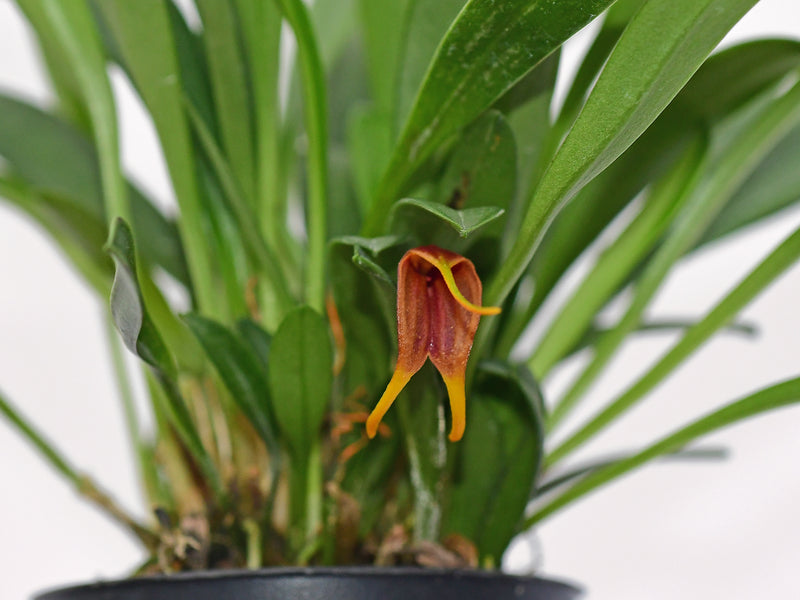 Masdevallia demissa