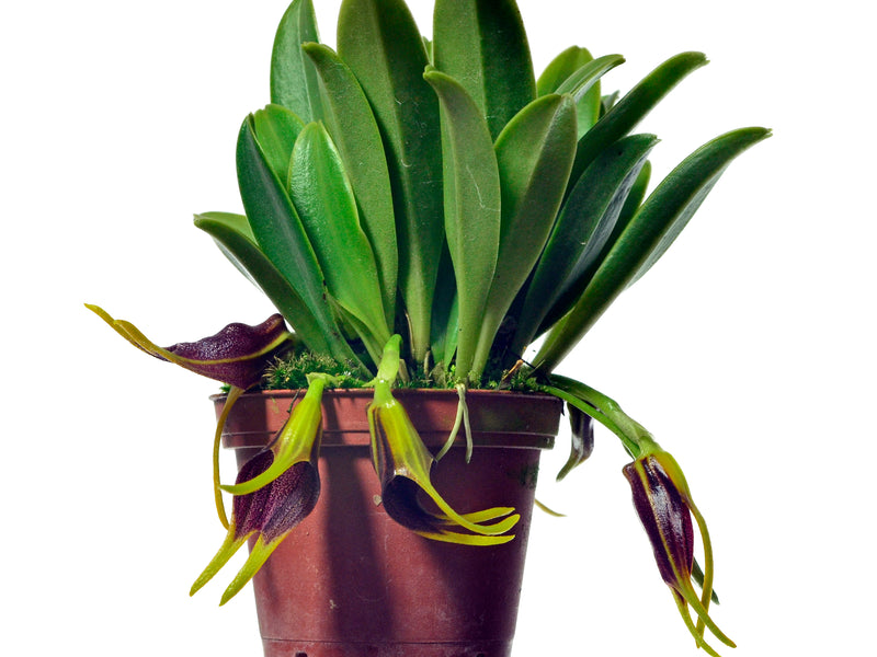 Masdevallia descendens