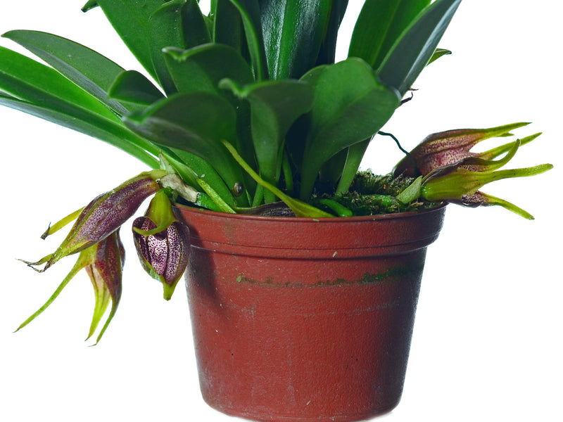 Masdevallia descendens