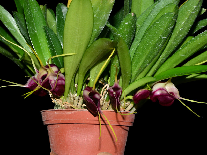 Masdevallia discoidea