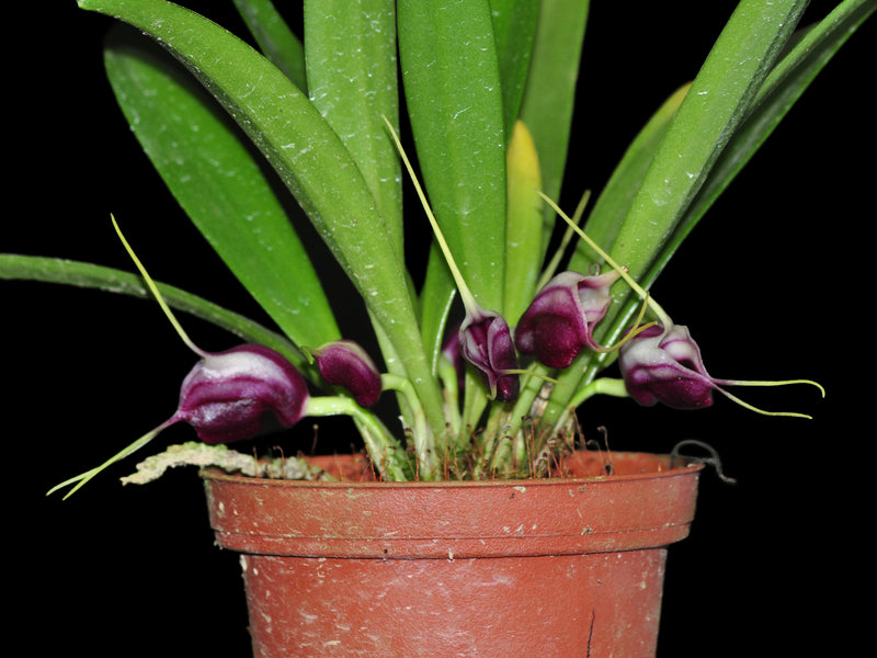 Masdevallia discoidea