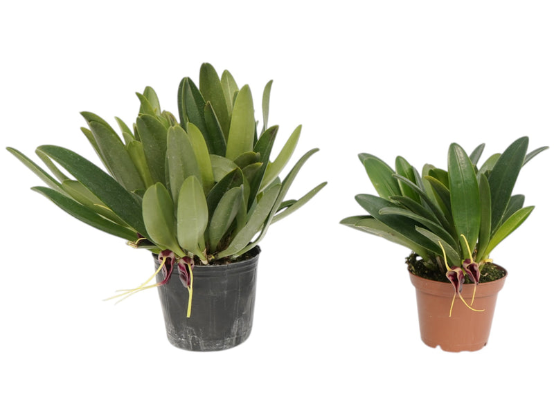 Masdevallia discoidea (Big)