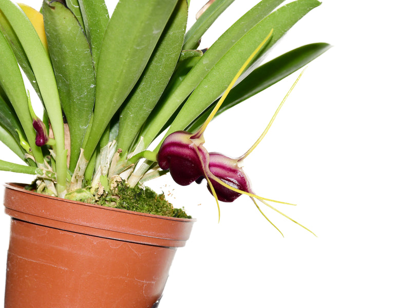 Masdevallia discoidea