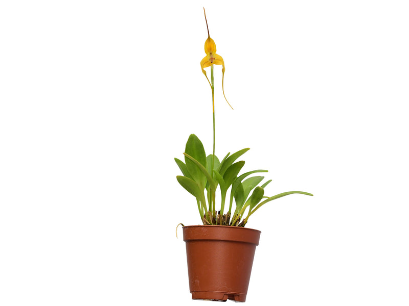 Masdevallia discolor