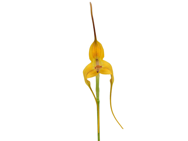 Masdevallia discolor
