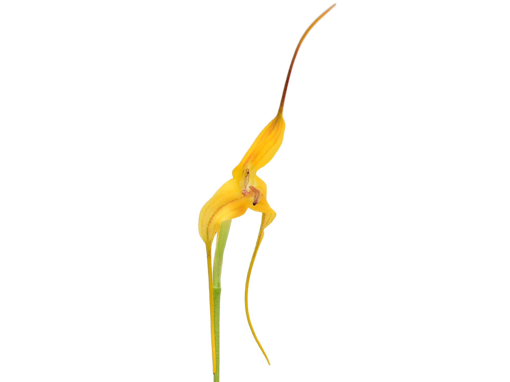 Masdevallia discolor