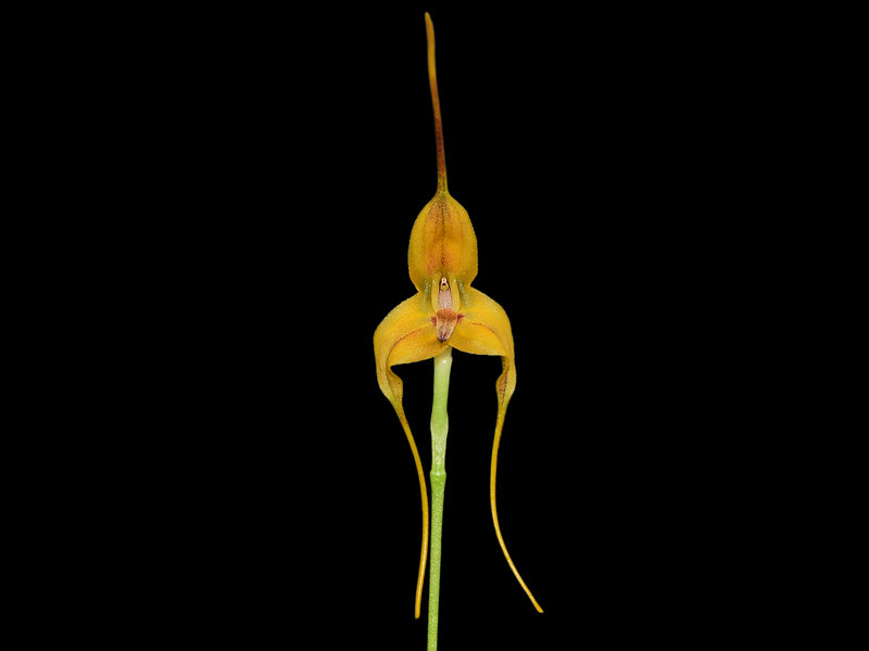 Masdevallia discolor
