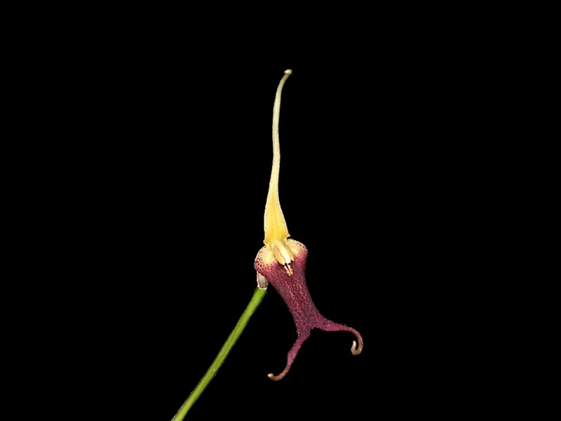 Masdevallia don-quijote