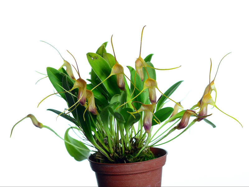 Masdevallia doucettei