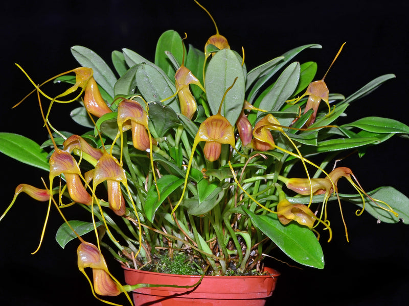 Masdevallia doucettei