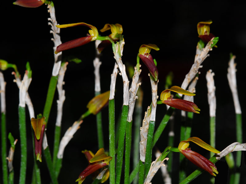 Masdevallia draconis
