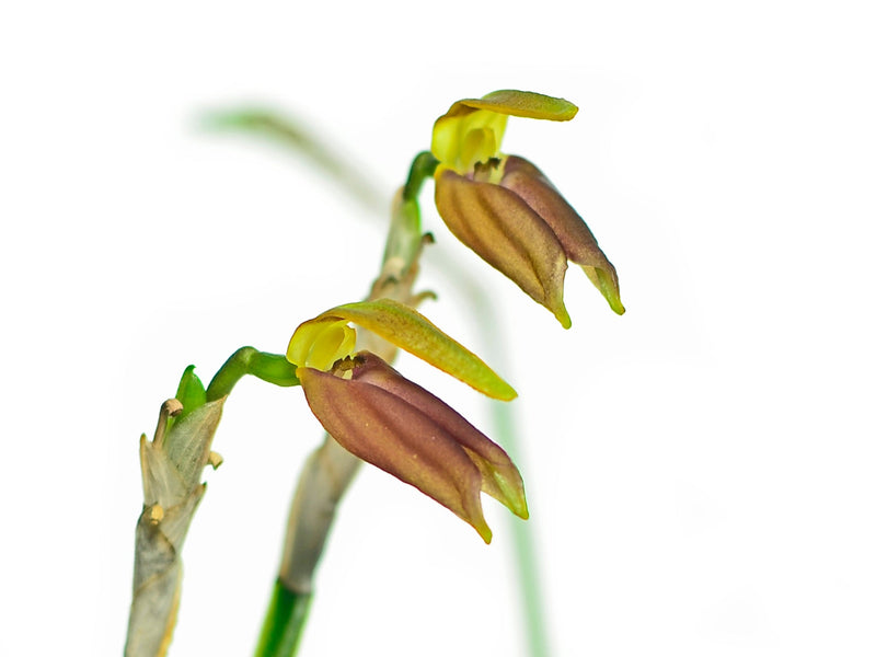 Masdevallia draconis