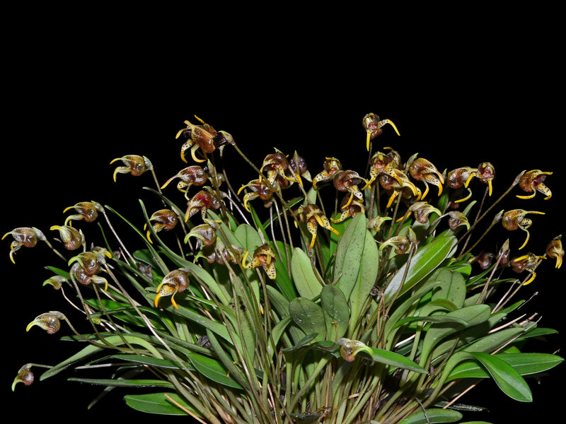 Masdevallia dynastes