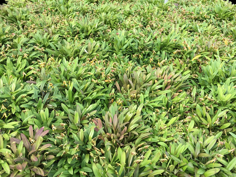 Masdevallia dynastes