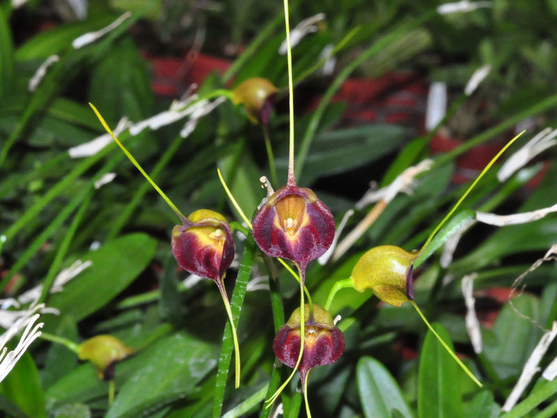 Masdevallia echo